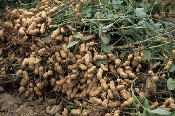 Peanuts
